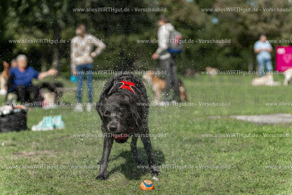 Hundeschwimmen_Volksbad_2026-allesWIRTHgut_Tierfotografie-2609061240-115020-7R500130 | Professionelle Tierfotografie in Mönchengladbach von Daniel Wirth (allesWIRTHgut). Liebevolle & natürliche Bilder von Hunden & Katzen für unvergessliche Erinnerungen.