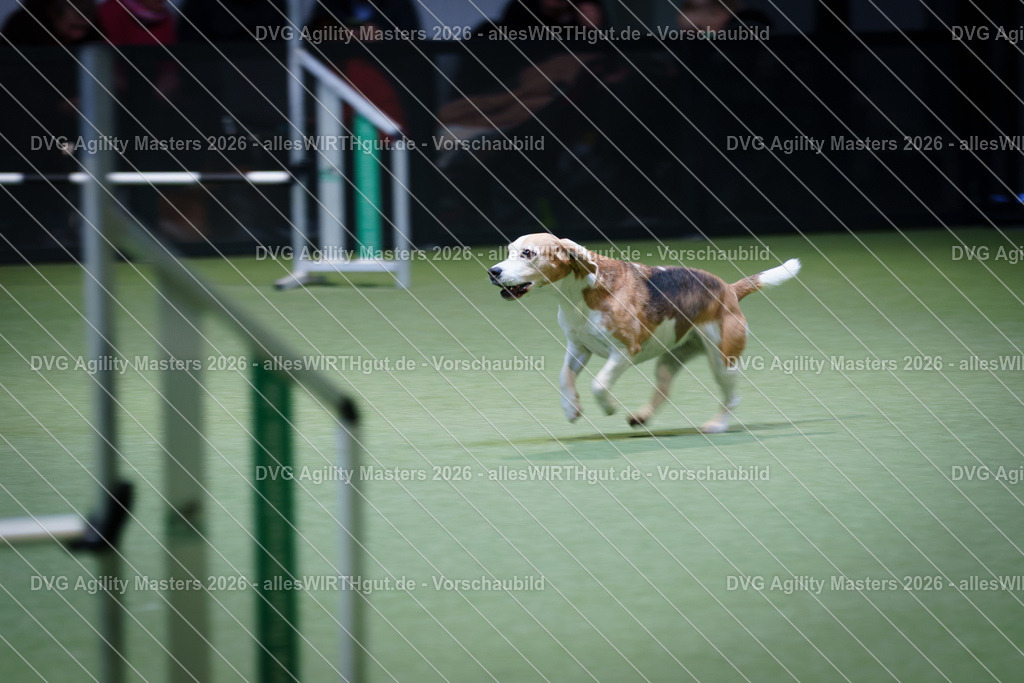 allesWIRTHgut_Tierfotografie-DVG_Agility_Masters_2026-14_50-7R505595 | Professionelle Tierfotografie in Mönchengladbach von Daniel Wirth (allesWIRTHgut). Liebevolle & natürliche Bilder von Hunden & Katzen für unvergessliche Erinnerungen.