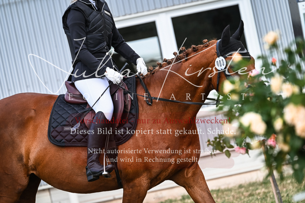 DSC_8207 | Pferde- und Turnierfotografie in Westsachsen. Pferdeportraits, Auftragszeichnungen und intuitive Kunst.