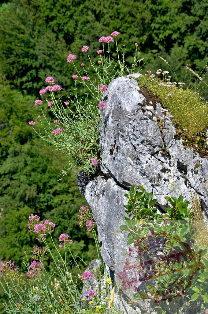 Pink valerian wildflowers growing on mountain rock face | Wild valerian flowers thriving on a rocky cliff with a dense forest background - Realized with Pictrs.com