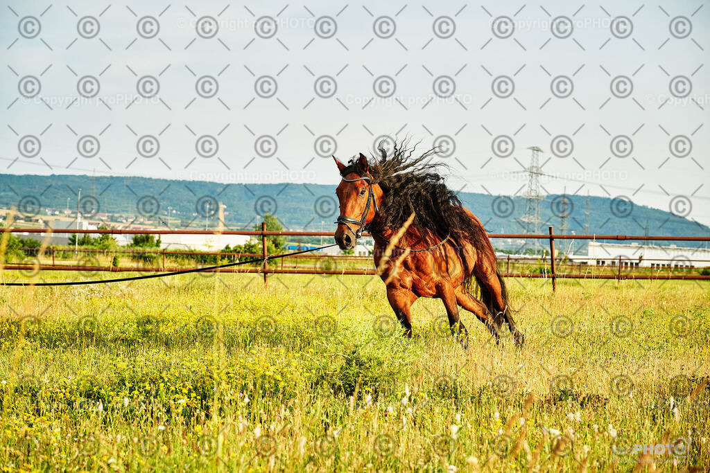 305_202406_Niki-Herodes_NZ9_0259 | proPHOTO - Realisiert mit Pictrs.com