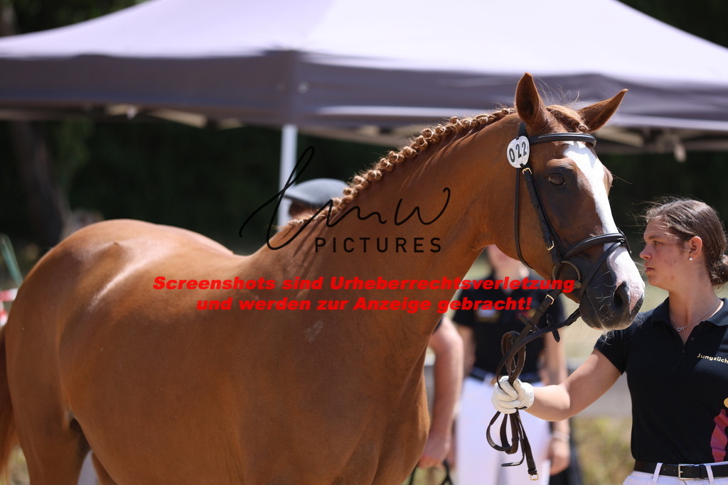 Fohlenschau_Schwäbisch_Hall_springbetonte_Fohlen_KN 22_1 | lmwpictures - Realisiert mit Pictrs.com