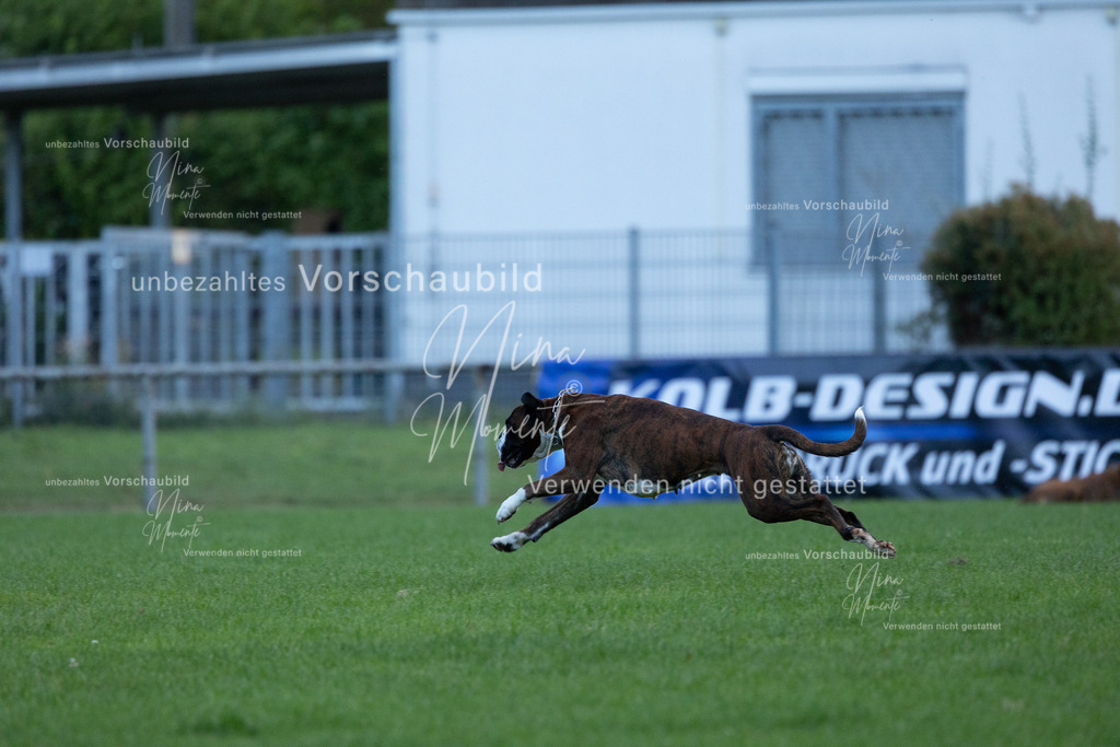 _16A4534 | Einzigartige Fotos von Hunden & Menschen –Actionfotos, Portraits, Vereinsaufnahmen & Paarshootings – authentisch, lebendig & mit Herz.