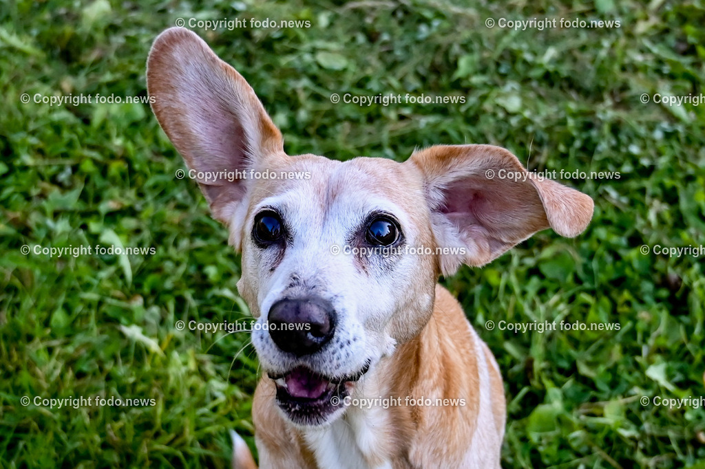 Hund_ Hunde_ 18.10.2021-23 | 18.10.2021, Linz, AUT, Hund, Hunde, im Bild Hund, Hunde, spazieren, Freilaufzone, Spazierweg, Arrigo und Luigi