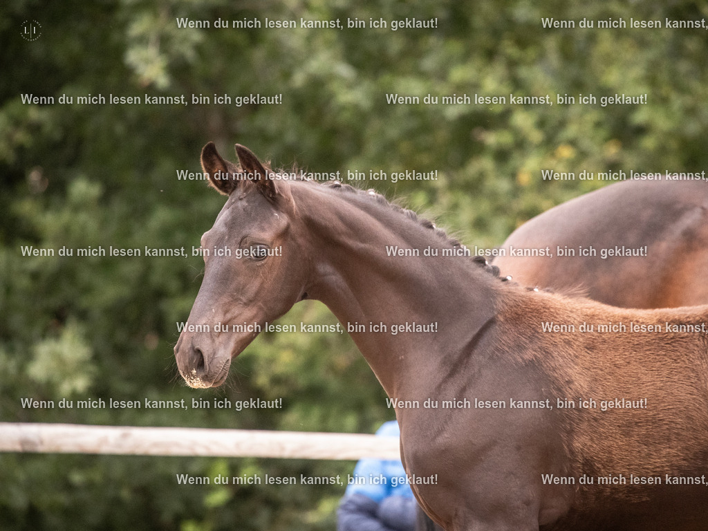 A10I7027 | photographylinaismer - Realisiert mit Pictrs.com