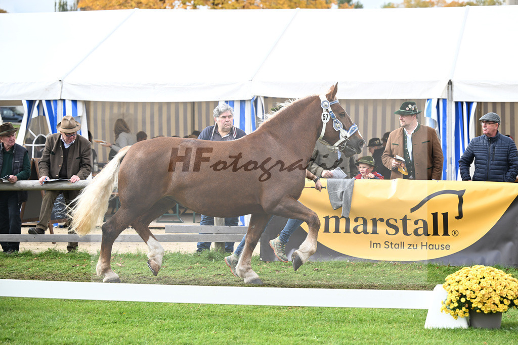 Kat-Nr. 57 Finesse G v. Schmauzenberg_Grandauer_41251282 | hf-fotografie - Realizzato con Pictrs.com