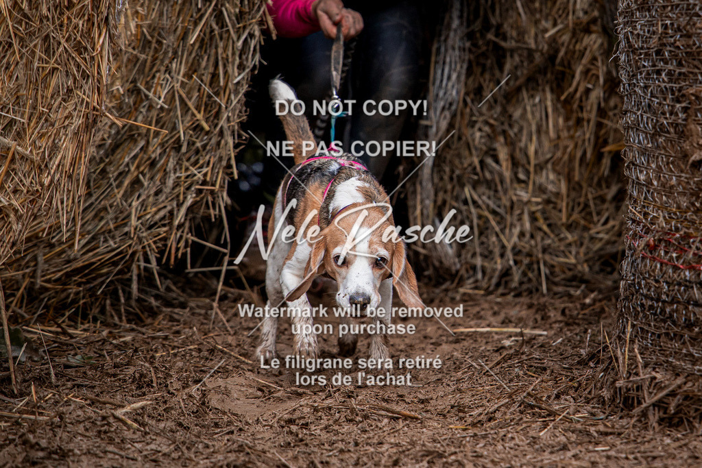 nelerasche_Hunsrück_So09-11_243 | nelerasche