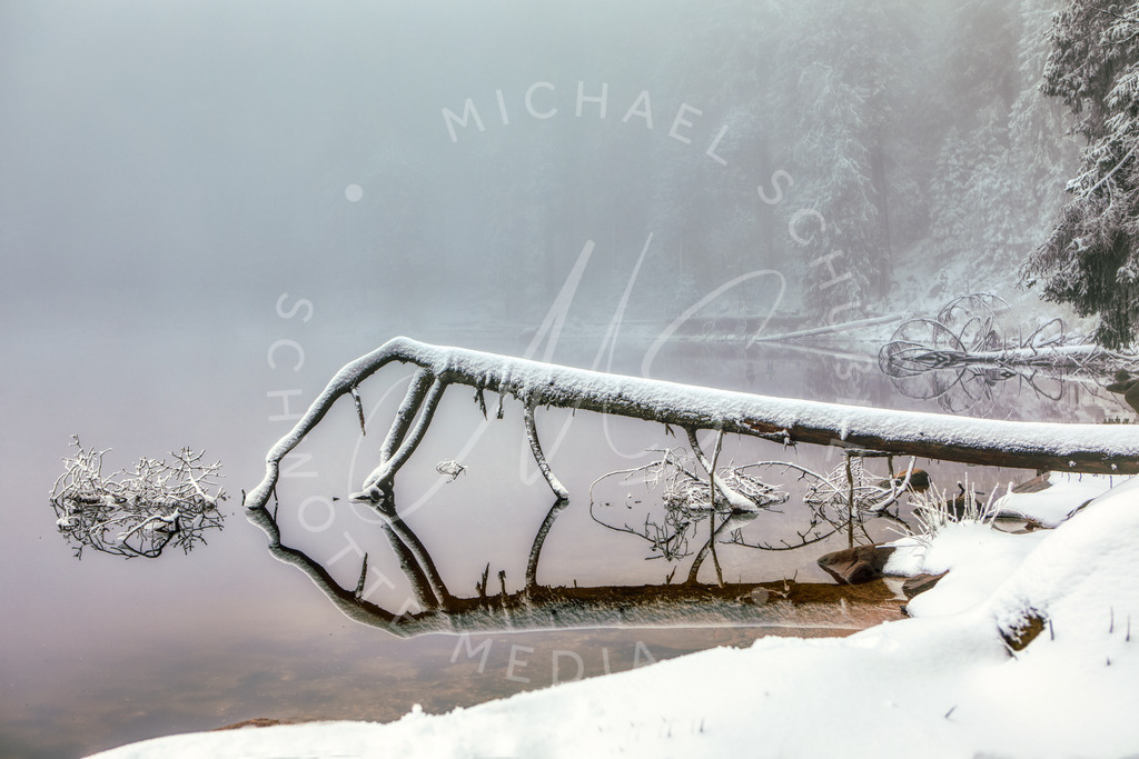 2020-12-02 Mummelsee Schwarzwald-28 | Ein Baum oder ein Alien? Winter am Mummelsee - Realisiert mit Pictrs.com