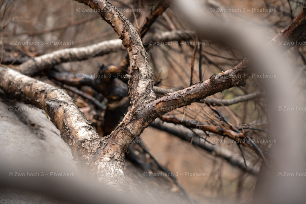 Obere_Affensteinpromenade_Nahe_Rollenturm_Birke_Ast | 2022-09-02_Waldbrandgebiete_2 - Realisiert mit Pictrs.com
