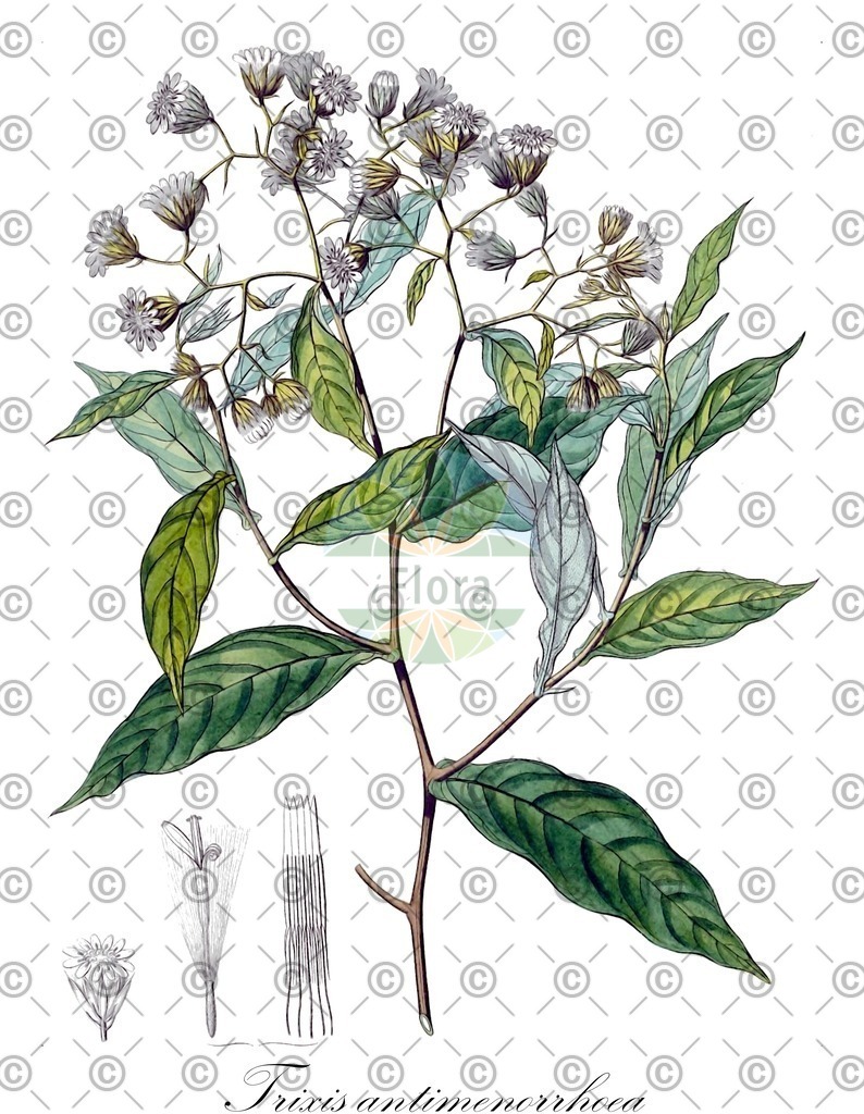 HistAbb_EMP_108005_1_FloraD_Simple | Historische Abbildung von Trixis antimenorrhoea - Asteraceae | Historical Illustration of Trixis antimenorrhoea - Asteraceae