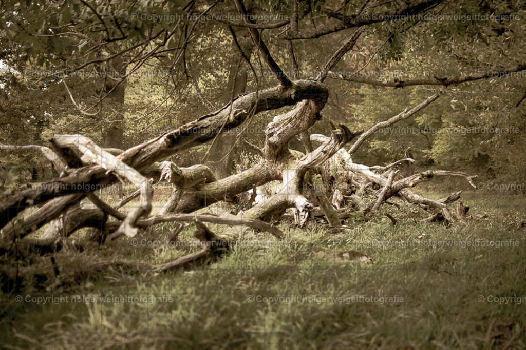 Der Zerbrochene | Kaufen sie online außergewöhnliche Fotografien auf Leinwand Acrylglas Fotoprint Aludibond von holgerweigeltfotografie - Realisiert mit Pictrs.com