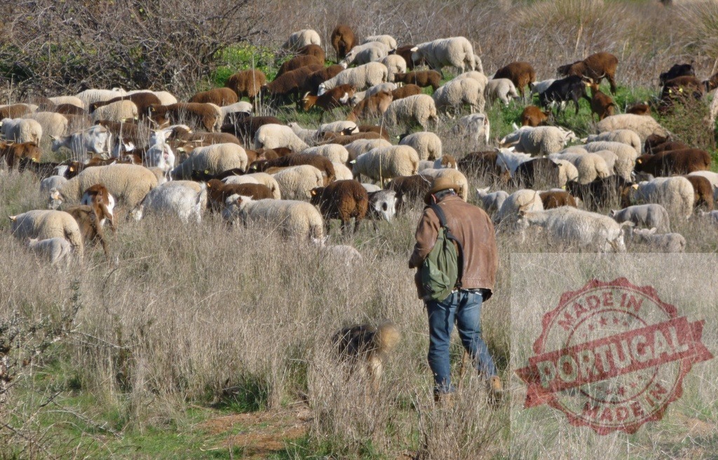 Shepherd herding flock of sheep across dry field | Shepherd and sheepdog moving large flock of sheep through a dry, grassy rural landscape - Realisiert mit Pictrs.com