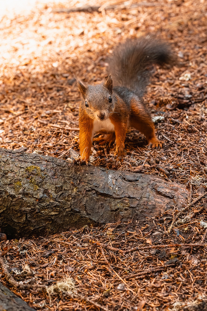 _01A5725 | Sportbilder, Sportfotograf, Hochzeits- und Eventfotografin, Flugshows, Portraits und Tiershooting, Aviation, Downhill, Nationalleague, Swissleague, International