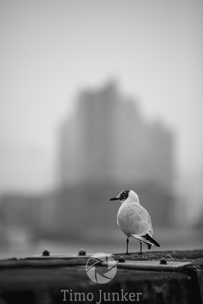 Shop_Citys-1613 | junker-foto - Realisiert mit Pictrs.com