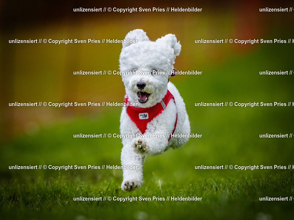 Sven Pries | 2025-04-13 - Hunderennen Baden-Baden - Realisiert mit Pictrs.com