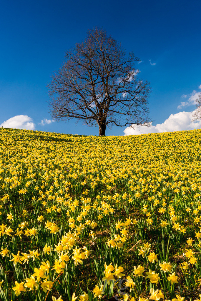 a lone tree in a sea full of flowers | a lonely tree on a hill full of daffodil flowers on hills of Swiss Jura - Realisiert mit Pictrs.com