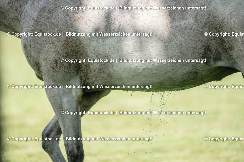 20230527_27_CCI4_Gelände_0064 | equistock