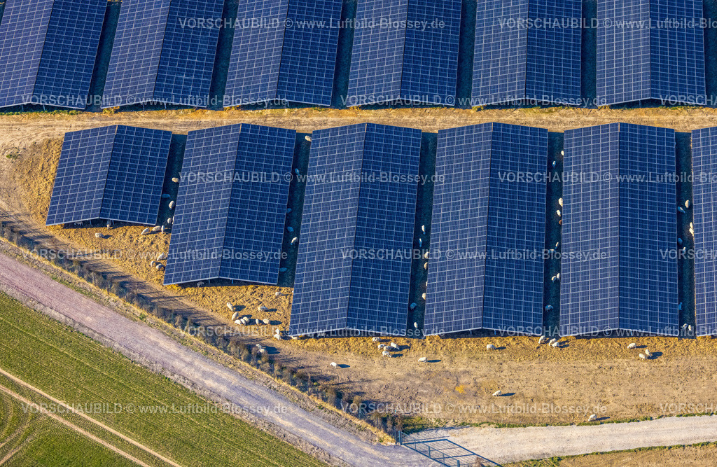Soest250306334 | Luftbild, Solarpark Photovoltaikanlage Sternweg, grasende Schafe, Hattrop, Soest, Soester Börde, Nordrhein-Westfalen, Deutschland