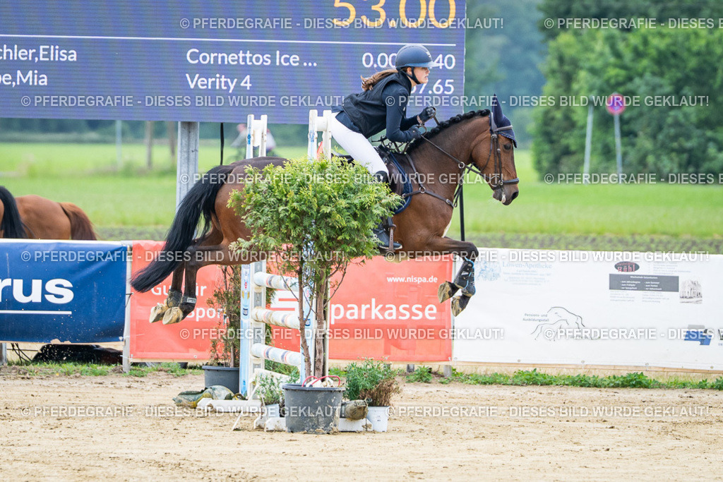 DSC03288 | Pferdegrafie