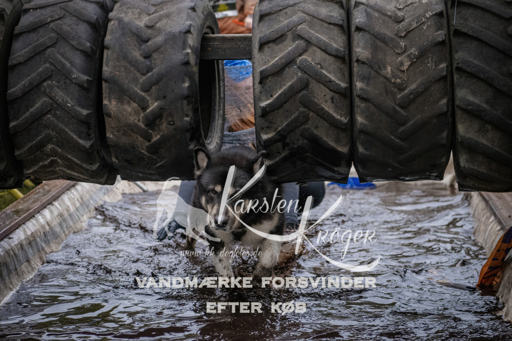 1706_ZZ94944 | kk-dogfotos