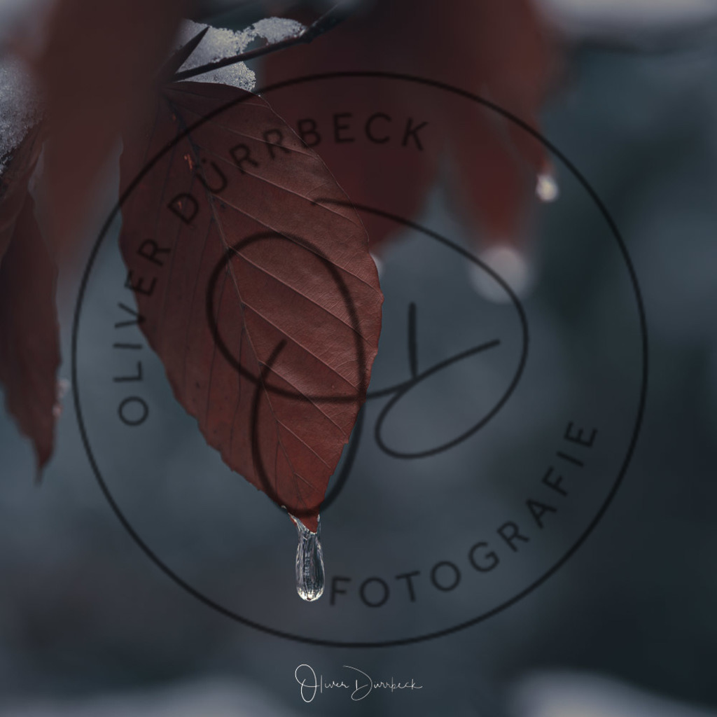 natur-pflanzen-23 | Shop für Kindergartenfotografie und andere Fotoprodukte von Oliver Dürrbeck Fotografie. - Realisiert mit Pictrs.com