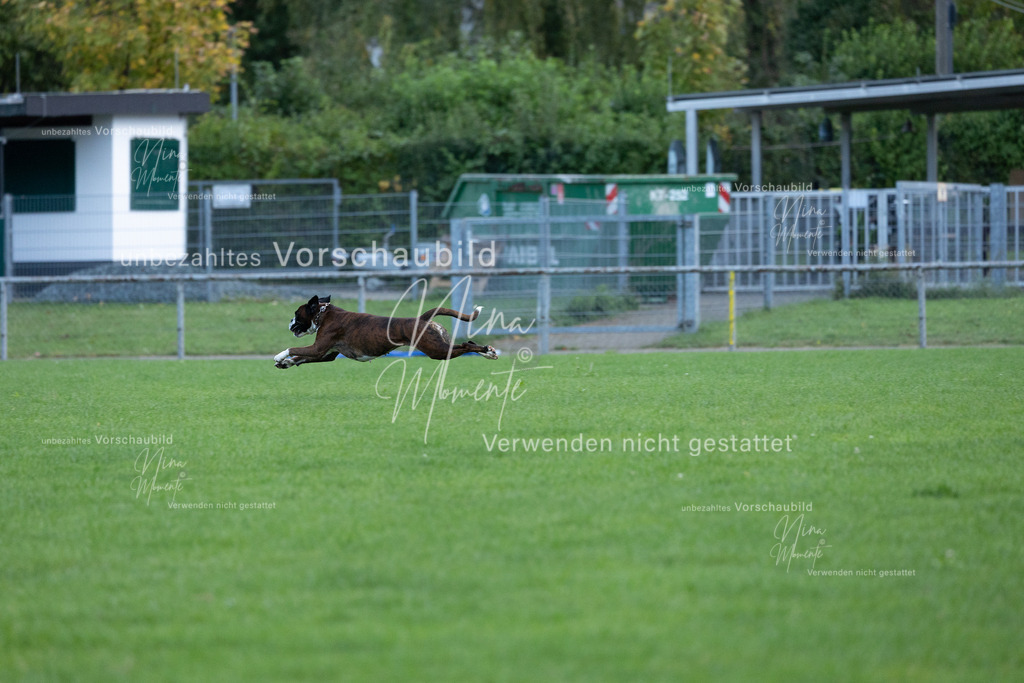 _16A4627 | Einzigartige Fotos von Hunden & Menschen –Actionfotos, Portraits, Vereinsaufnahmen & Paarshootings – authentisch, lebendig & mit Herz.