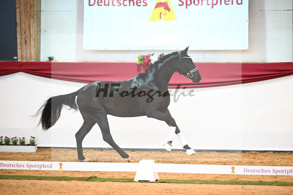 Kat-Nr. 3 Bellany x Florestan I_Schulze-Averdiek_43231672 | hf-fotografie - Realisiert mit Pictrs.com