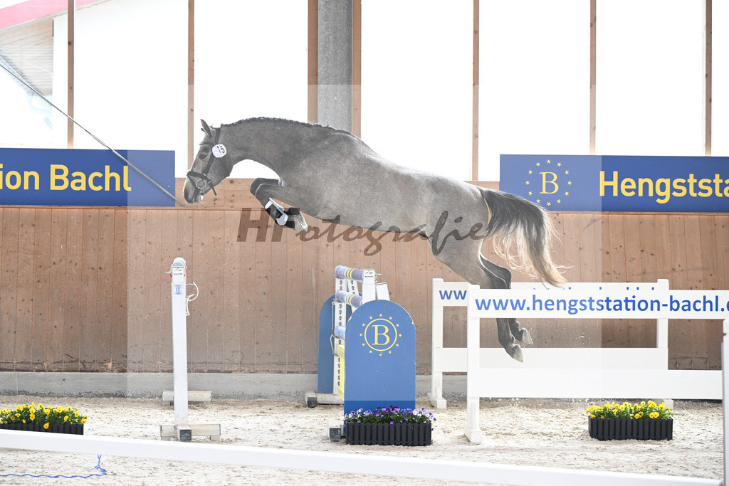 Kat-Nr. 15 Kentucky H v. Charthago Blue_Hoffmeister_5250166 | hf-fotografie - Realisiert mit Pictrs.com