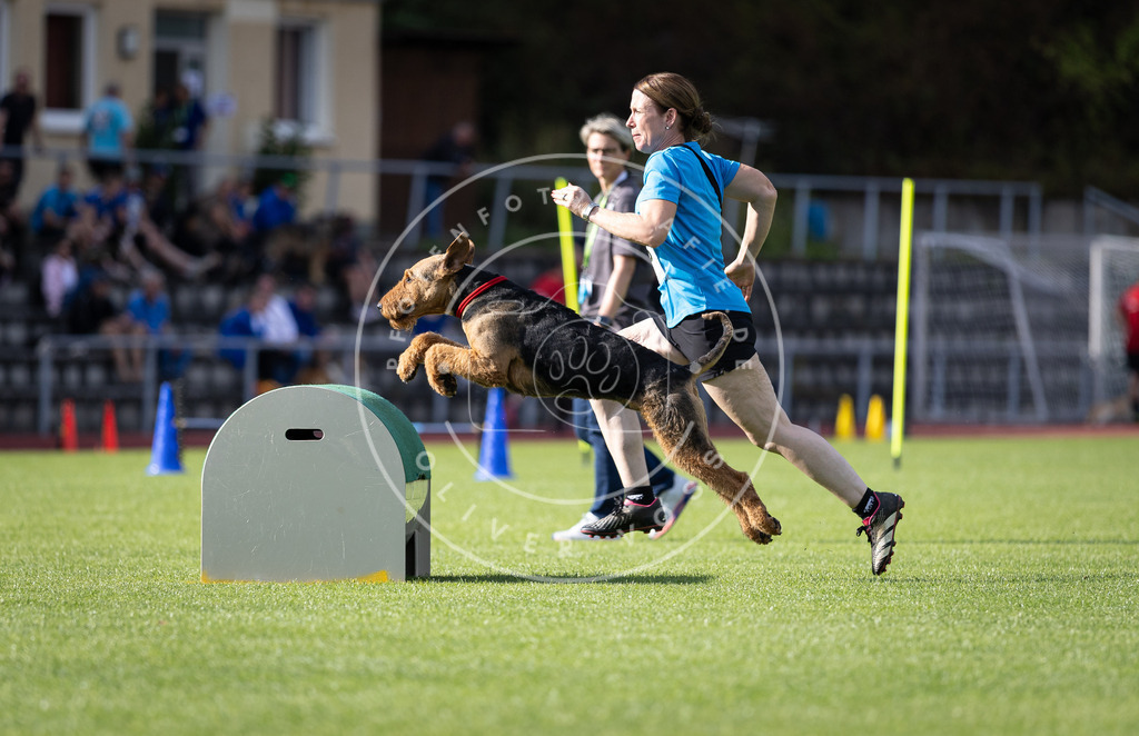 Pfotenfotografie_DV3A1964 | Hundefotografie, Tierfotograf, Pfotenfotografie, Fotoshooting Hund, Hunde Portrait, Hundesport, Hundeportraits, Heideshooting, Hunde, Sportfotograf, Hundefotograf, Turnierhundsport, THS,  - Realisiert mit Pictrs.com