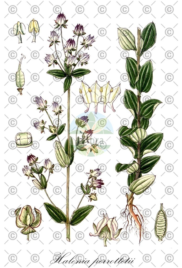 HistAbb_wfo-0000714617_1_ENZY_Simple | Historische Abbildung von Halenia perrottetii - Gentianaceae | Historical Illustration of Halenia perrottetii - Gentianaceae