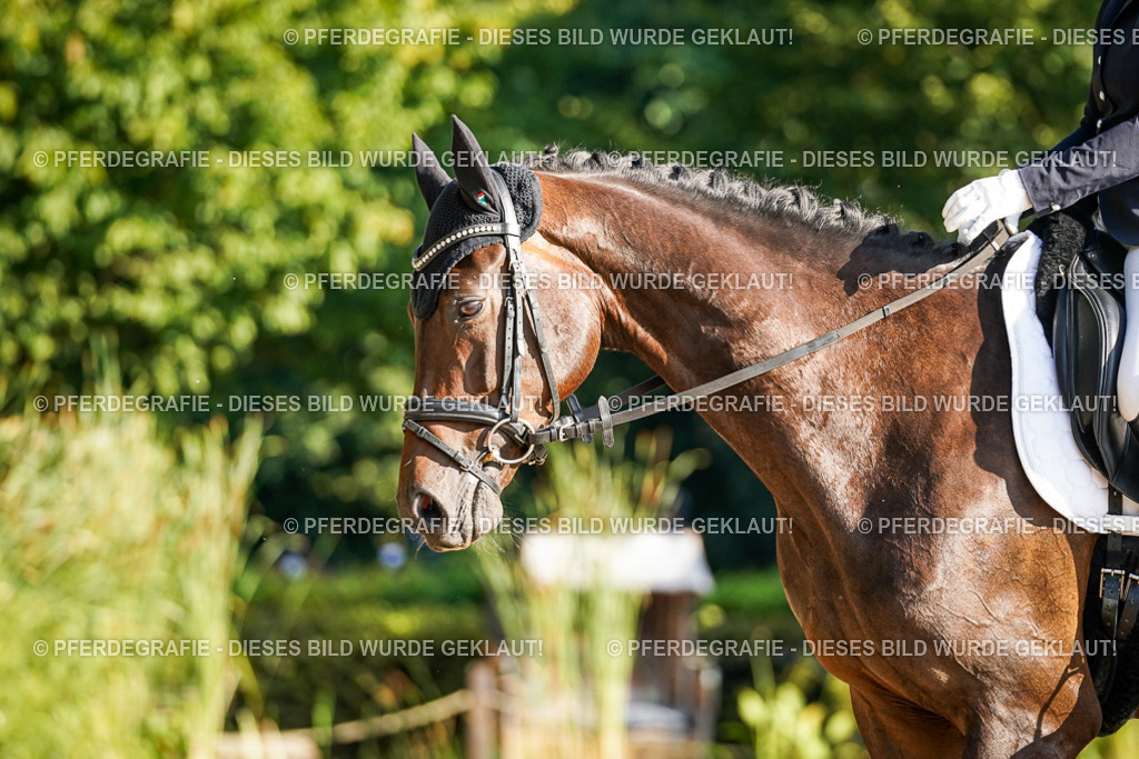 DSC08622 | Pferdegrafie