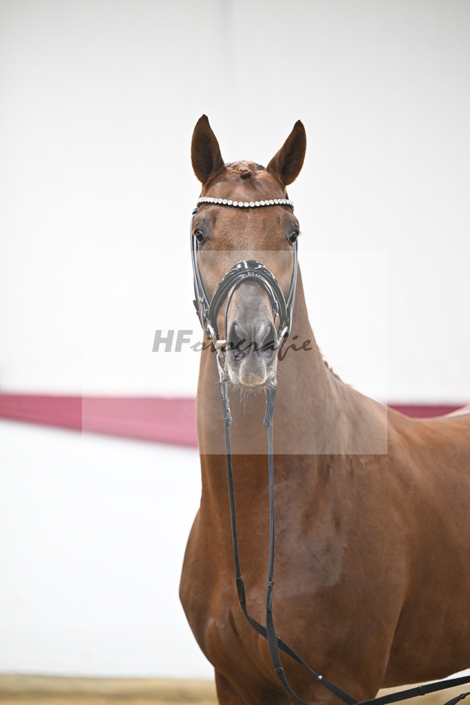 Kat-Nr. 49 Johnny Depp x San Amour I_MH Pferdezucht u. -sport GmbH_47251823 | hf-fotografie - Realisiert mit Pictrs.com