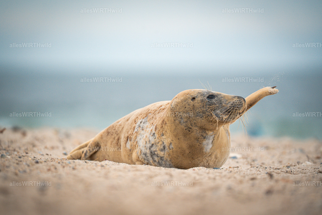 allesWIRTHwild.de - 7IV04731 | Entdecke die faszinierende Welt der Natur- und Wildlife-Fotografie von Daniel und Bärbel. Inspirierende Bilder von wilden Tieren und kleinen Naturwundern.