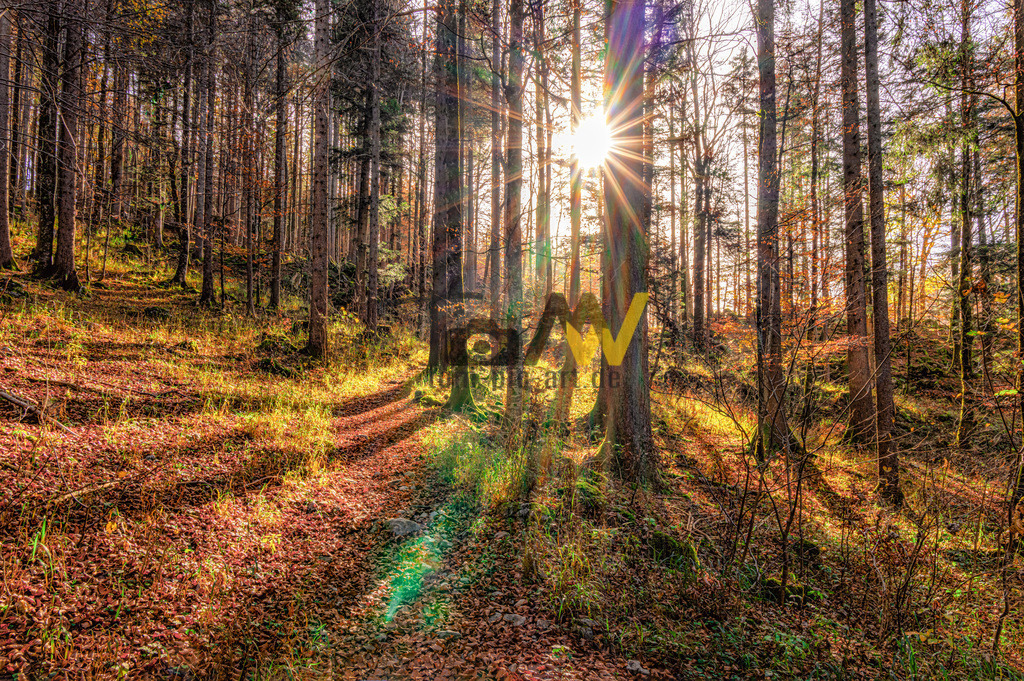 Sonnenstrahlen im Herbstwald am Tegernsee in Bayern,Morgen | Sonnenstrahlen durch Baumstämme. Die lange Schatten der Bäume legen sich über den mit feuchtem Laub bedeckten Waldweg. - Realisiert mit Pictrs.com