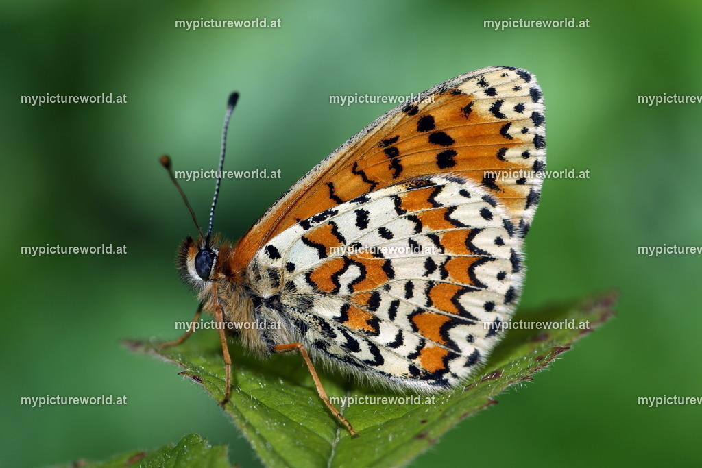 Melitaea trivia-006 | Das Bilderarchiv über Tiere, Planzen und Landschaften. In der Bilddatenbank finden Sie ein große Auswahl an hochwertigen Bilder für Ihre Werbung - Realisiert mit Pictrs.com