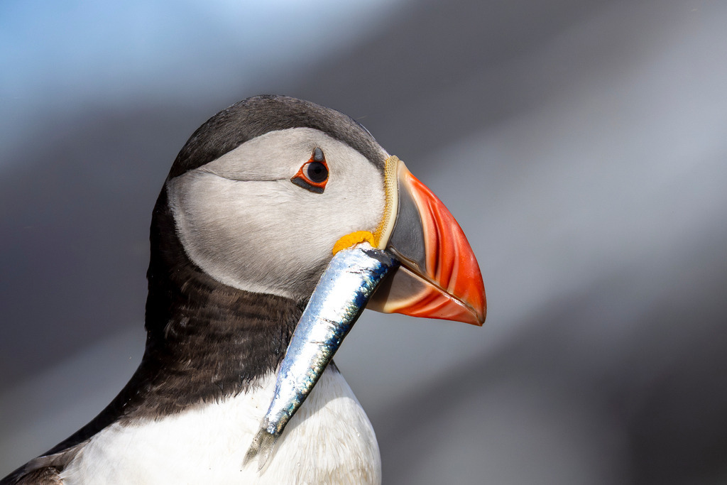 A Silver Offering | An Atlantic Puffin (Fratercula arctica) carrying a single sand eel during the breeding season. The close portrait highlights the striking colours of the bird and the shimmering prey that sustains life in the colony. Photographed on Skomer Island, Wales.