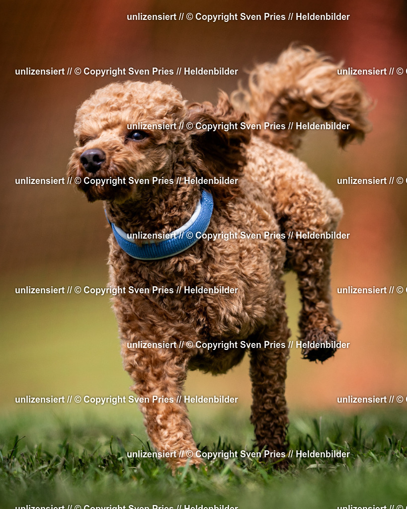 Sven Pries | 2024-04-21 - Hunderennen Baden-Oos
Foto: Sven Pries - Realisiert mit Pictrs.com