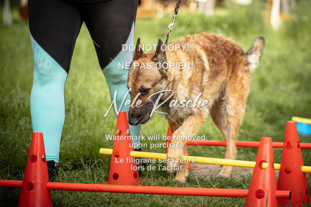 nelerasche_So-earlydog_72 | nelerasche