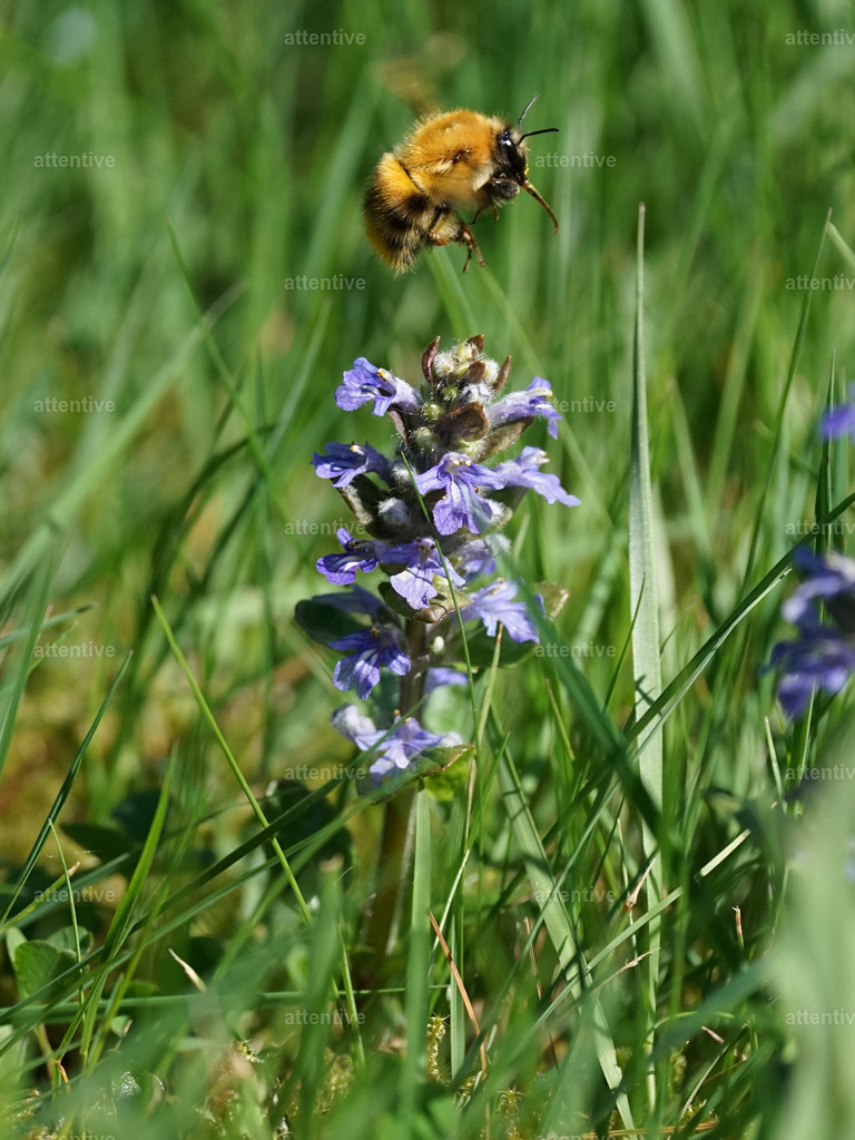 Hummel-Brumm | Westerwald, Deutschland - Realisiert mit Pictrs.com