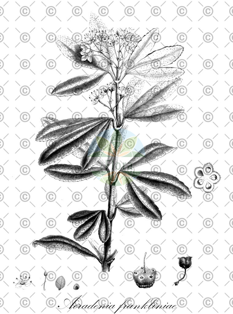 HistAbb_wfo-0000518493_1_ENZY_Simple | Historische Abbildung von Acradenia frankliniae - Rutaceae | Historical Illustration of Acradenia frankliniae - Rutaceae