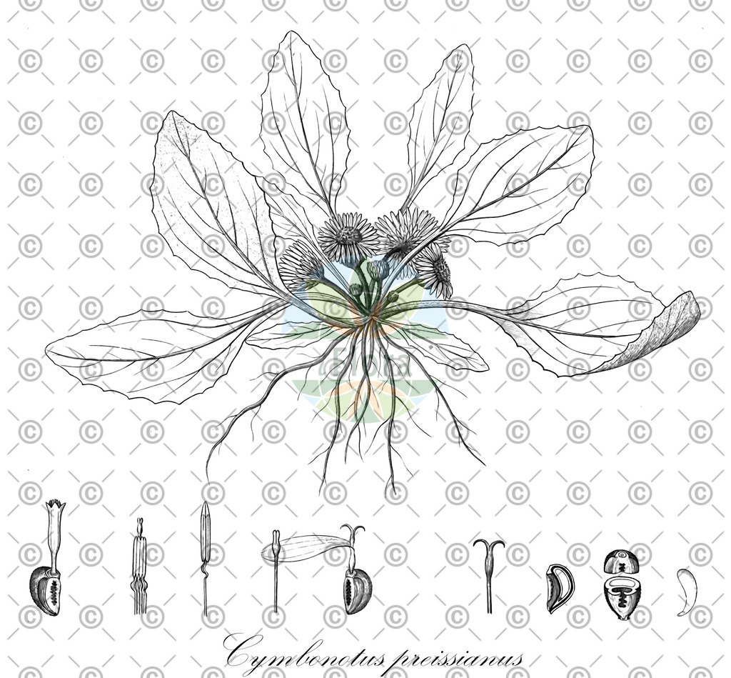 HistAbb_wfo-0000632584_2_ENZY_Simple | Historische Abbildung von Cymbonotus preissianus - Asteraceae | Historical Illustration of Cymbonotus preissianus - Asteraceae