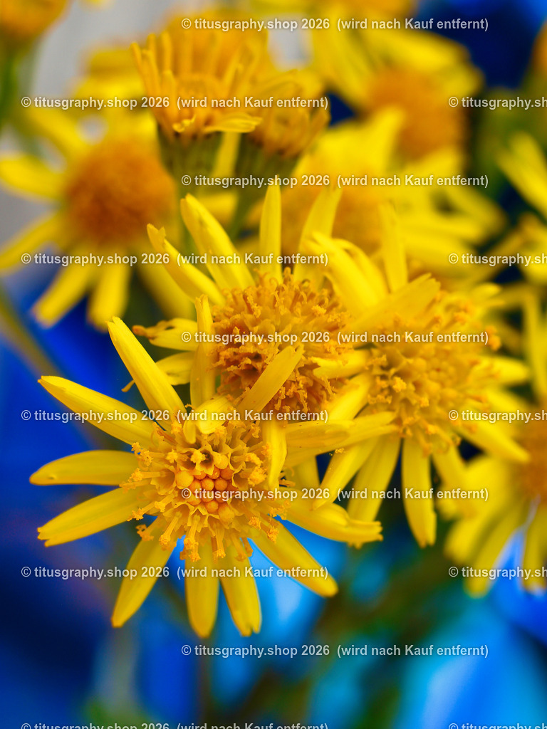 titusgraphy_P7229633-vz-ln | titusgraphy-shop: Geschenkideen mit Qualitätsfotos. titusgraphy-shop: gift ideas with quality photos. titusgraphy-shop: idées cadeaux avec photos de qualité.  - Realisiert mit Pictrs.com