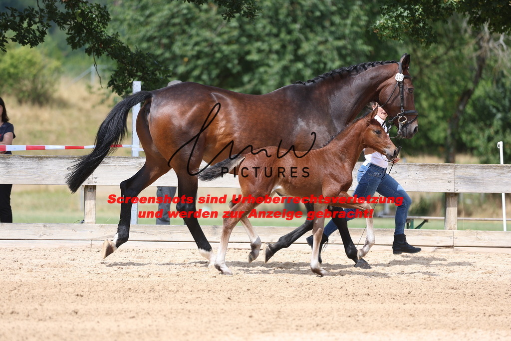 Fohlenschau_Schwäbisch_Hall_dressurbetonte_Fohlen_KN 13_12 | lmwpictures - Realisiert mit Pictrs.com