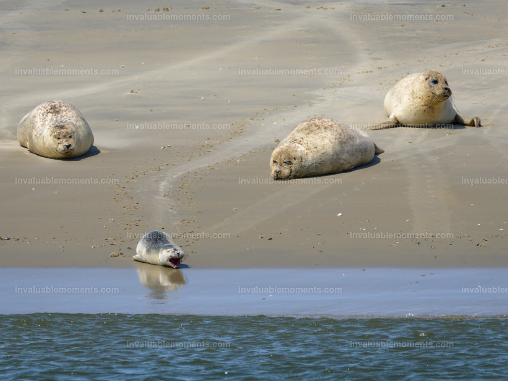 DSC_0716 | invaluablemoments.com - Realisiert mit Pictrs.com