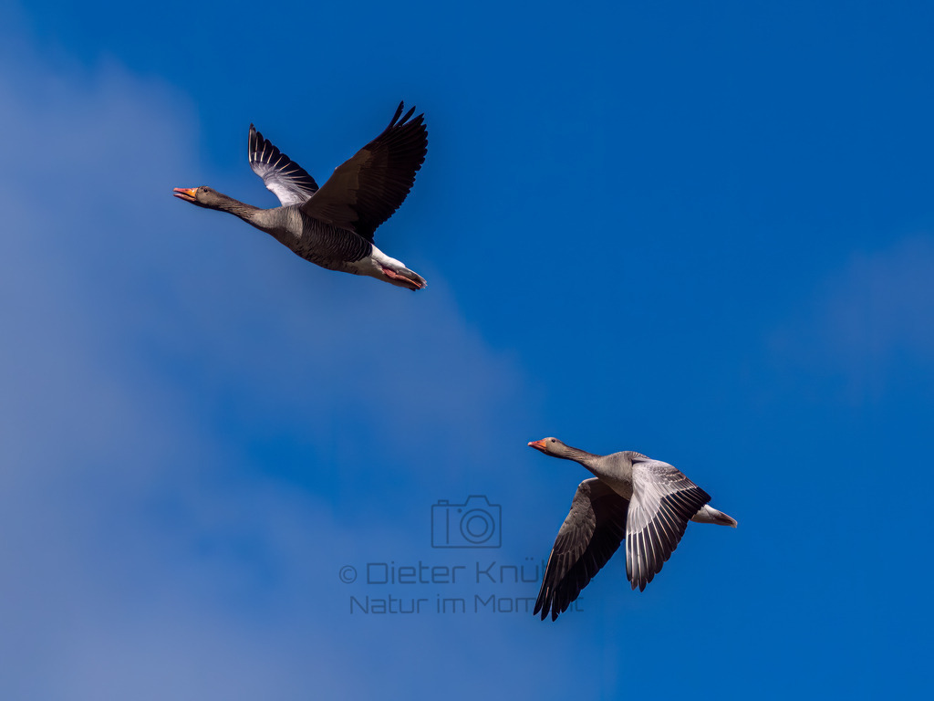 P1020717-Bearbeitet-2022-LR | Natur im Moment - Realisiert mit Pictrs.com