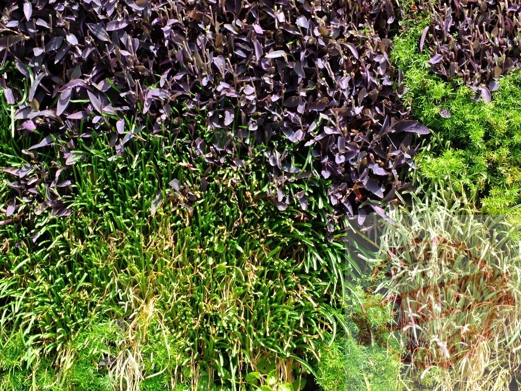 Green and purple foliage cultivating living wall garden | Vertical garden presenting different plant species creating a natural texture background - Realized with Pictrs.com