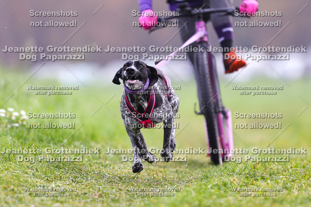 Dog Paparazzi - Visbeck 25 -277 | Dog Paparazzi Jeanette Grottendiek Fotografie & Videografie - Realisiert mit Pictrs.com