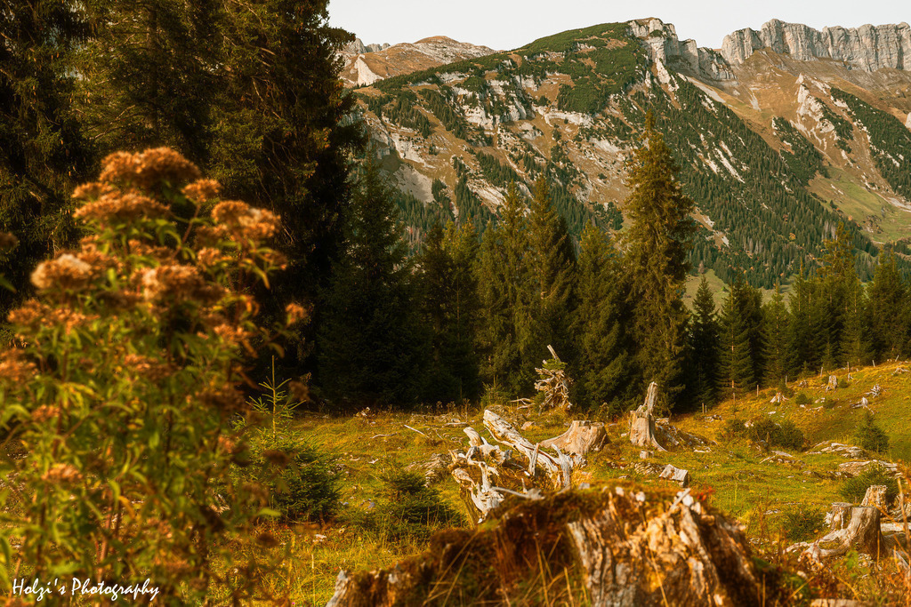 Gulmen | Holzisphotography, Landschaftsfotografie, Wildlifefotogorafie - Realisiert mit Pictrs.com