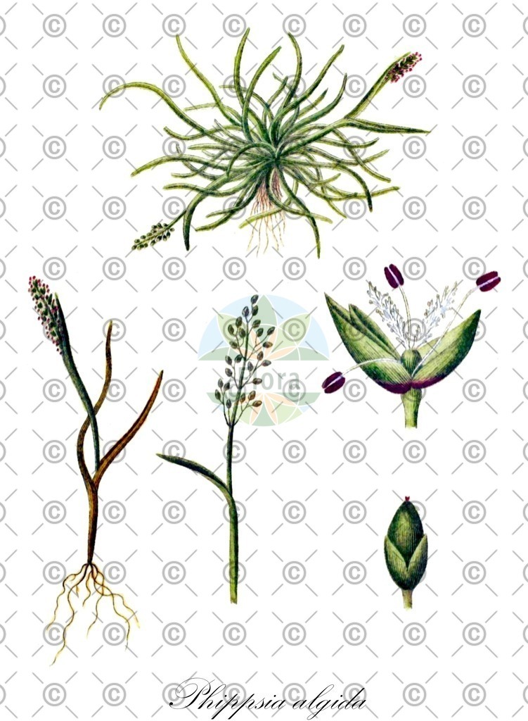 HistAbb_EMP_49482_1_SIMPLE | Historische Abbildung von Phippsia algida - Poaceae | Historical Illustration of Phippsia algida - Poaceae (icegrass)
