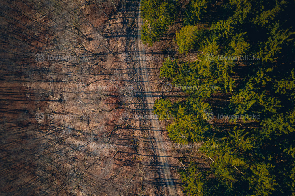 Waldweg bei Weißenstein im Frühling | löwenblicke | shop